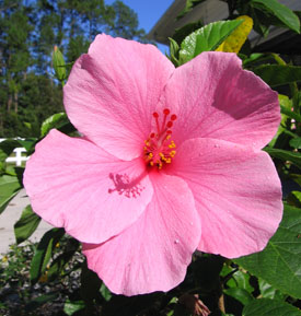 Hibiscus blooming in December in Ginny's garden Photo by Stibolt