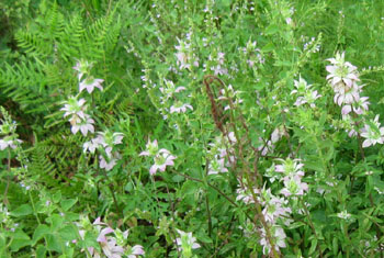 Horsemint and ferns on the other side of the road.  Photo by Stibolt