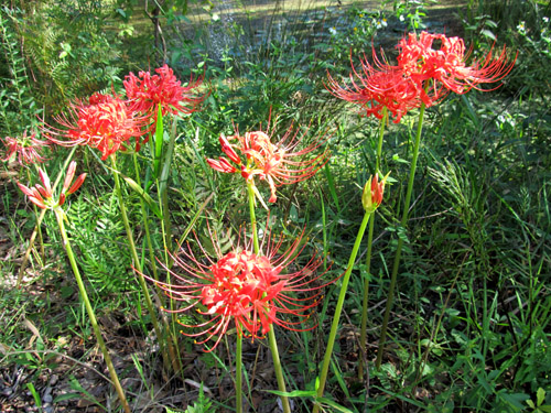 Hurricane Lilies by Stibolt