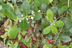 Ink Berry is a holly shrubb with black berries.  Photo by Stibolt