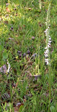 Ladies' Tresses in the meadow.  Photo by Stibolt