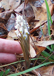 Lawn Orchid photo by Stibolt