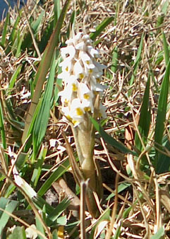 A Lawn Orchid pops up from an un-mowed winter lawn. - photo by Stibolt