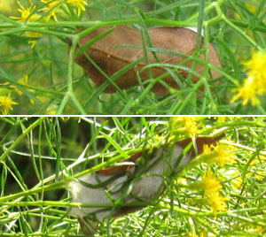 A weird cocoon constructed from a small oakleaf. Photo by Stibolt