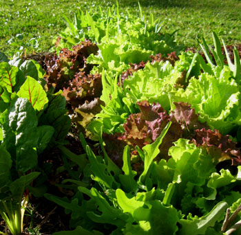 An assortment of lettuces and chard in Ginny's garden. Photo by Stibolt