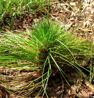 New growth on Ginny's longleaf pine. Photo by Stibolt