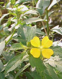 Ludwigia flower