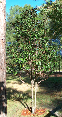 Newly transplanted magnolia with its watering saucer.  Photo by Stibolt