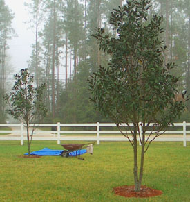 Magnolia trees that needed to be moved