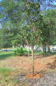 One of the transplanted magnolias