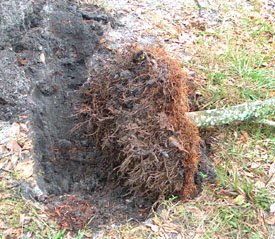 Magnolia rootball