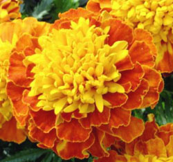 French marigolds. Photo by Stibolt