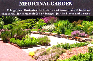 Plants have been used medicinally through the ages.  Photo by Stibolt