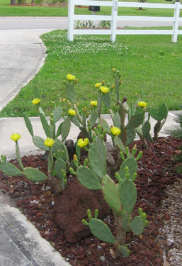 Prickly pears in a hot dry corner.  Photo by Stibolt.