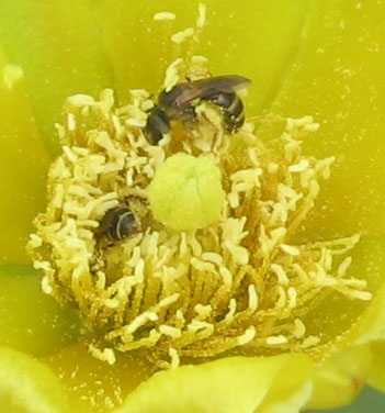 2 small bees furously work over the pricly pear flower.  Photo by Stibolt.