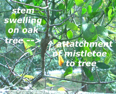 Mistletoe graft on a Water Oak. Photo by Stibolt