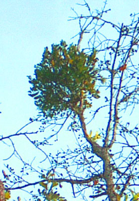 Mistletoe in a Water Tupelo