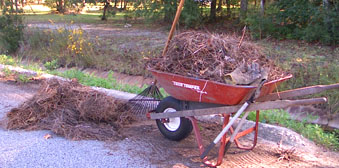 Ginny's Wheelbarrel piled high with pine needles from the street. Photo by Stibolt