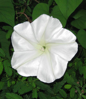 Moonflower in the early evening.  Photo by Stibolt.