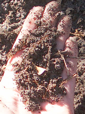 Compost should not look like materials that went into the pile.  After 18 months this compost is done.  Photo by Stibolt