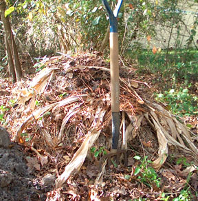 The compost pile had been added to for more than 18 months, but its size never increased.  The plant materials decreased in volume as it composted. Photo by Stibolt 