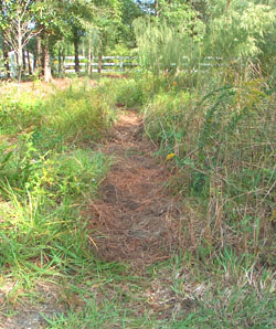 An inviting path into our front meadow.  Photo by Stibolt