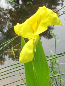 Florida native canna lily growing next to Ginny's pond.  Photo by Stibolt