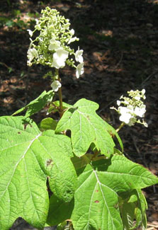 Relatively new oakleaf hydrangea is blooming.  Photo by Stibolt