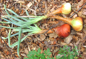 Three onions at the end of the season--the end of July.  Photo by Stibolt.