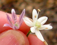 6 tepals on both of the individual flowers.  Photo by Stibolt