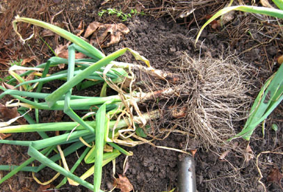 Egyptian walking onions. Photo by Stibolt