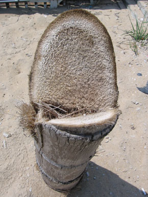 Palm trunk crossection