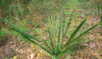 Blue palmetto growing by the front pond--largest of the three.  Photo by Stibolt.
