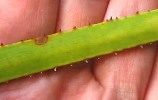 Saws on the saw palmetto.  Photo by Stibolt