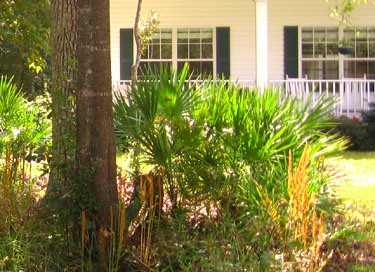 Palmettos in Ginny's front yard provide that tropical feel. Cinnamon ferns have put out their fall fertile fronds in this fall photo. Photo by Stibolt