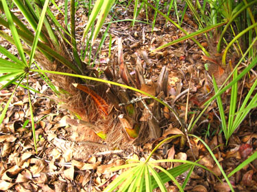The recumbent saw palmetto trunk.  Photo by Stibolt
