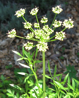 Parsley flower.  Photo by Stibolt