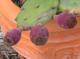 Prickly Pears.  Photo by Stibolt.