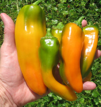 Burpee's Big Daddy peppers.  Beautiful and tasty.