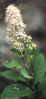 Meadowsweet: Spirea latifolia