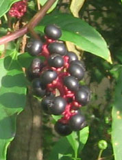Dark purple berries of pokeweed.  Photo by Stibolt.