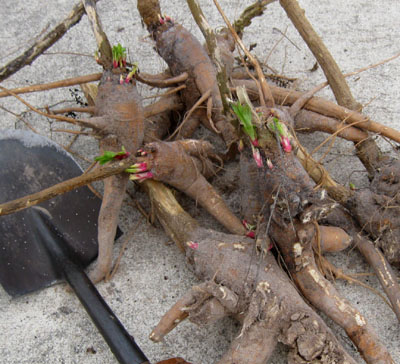 poke roots. photo by Stibolt