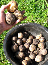 Potatoes from Ginny's garden.  Photo by Stibolt