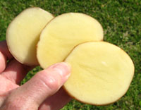 Yukon gold Potatoes crop 09.  Photo by Stibolt