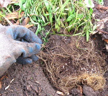 Teasing the roots out of a pot bound plant.  Photo by Stibolt.