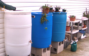 Ginny's potting bench area with three rain barrels