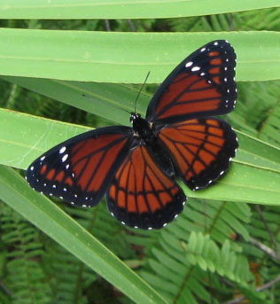 Viceroy butterfly on palmetto.  Photo by Stibolt