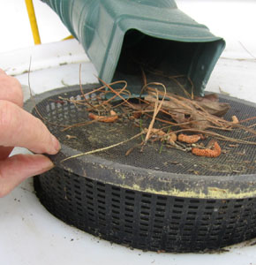 The screen on the "open barrel" system keeps out mosquitoes and tree trash.  Photo by Stibolt