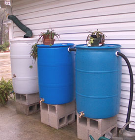 Rain barrels - photo by Stibolt