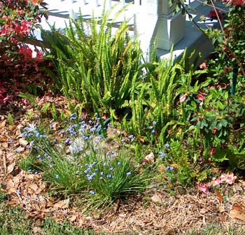 Rain garden installed at bottom of downspout a year later - photo by Stibolt